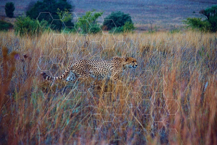 Cheetah 0015