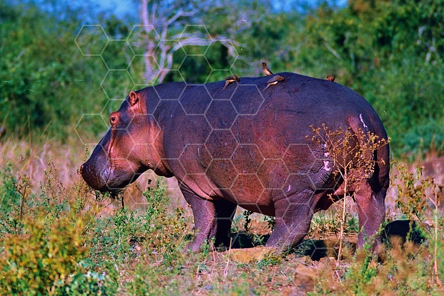 Hippopotamus 0002