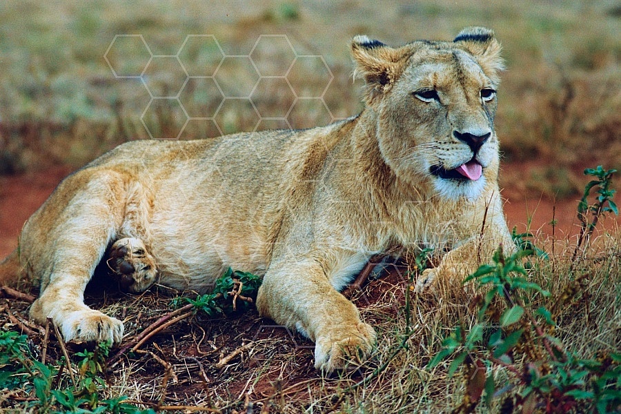Lion 0032