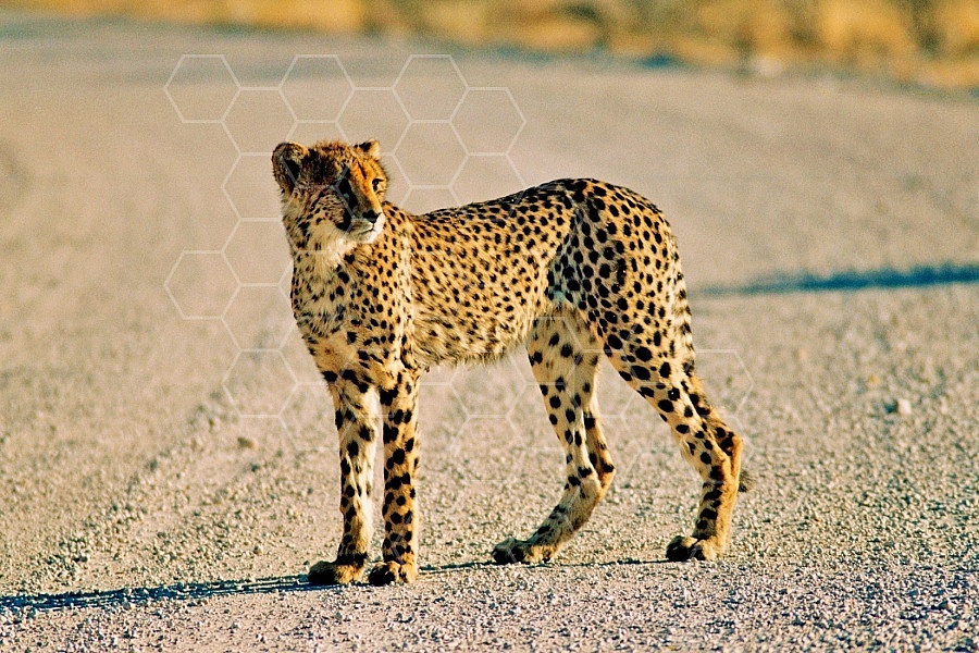 Cheetah 0022