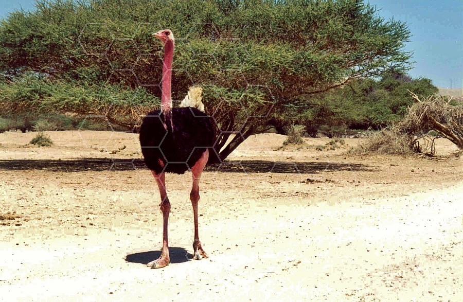 Ostrich 0008