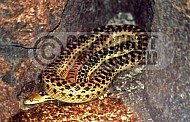 Viper Snake 0003