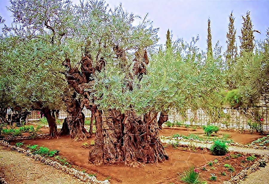 Jerusalem Gethsemani 002
