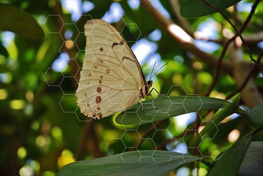 Butterfly 0036