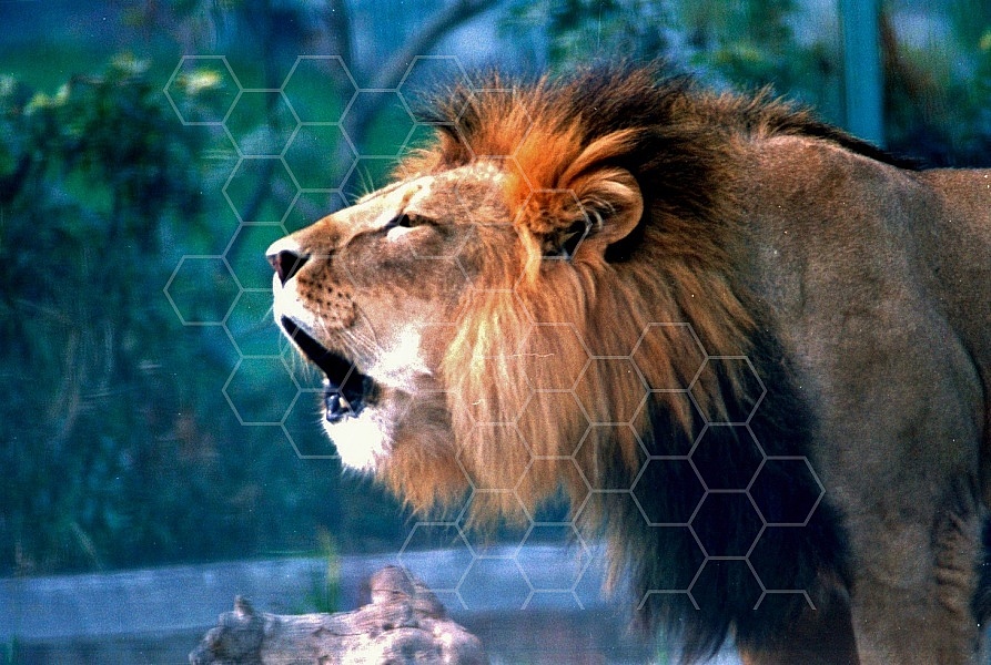 Lion 0016