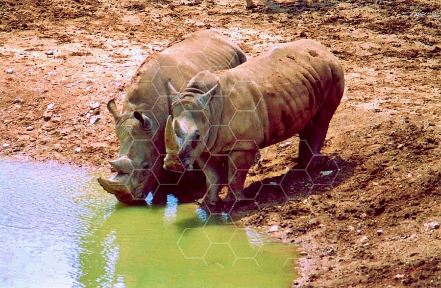 Rhinoceros 0011