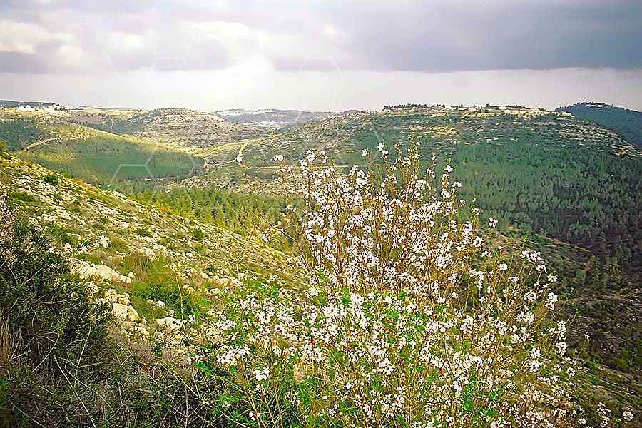 Judaean Hills 002