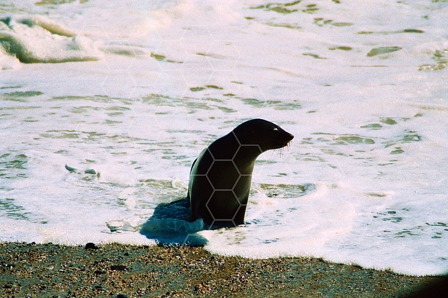 Seal Fish 0007