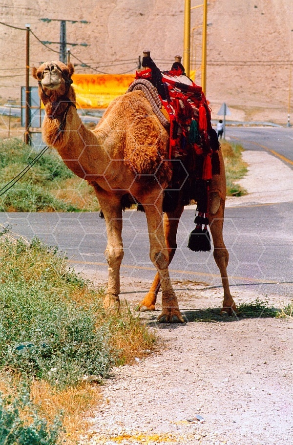 Camel 0021