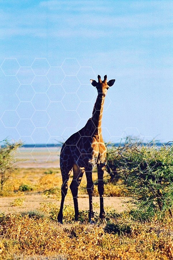 Giraffe 0035