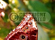 Butterfly 0058