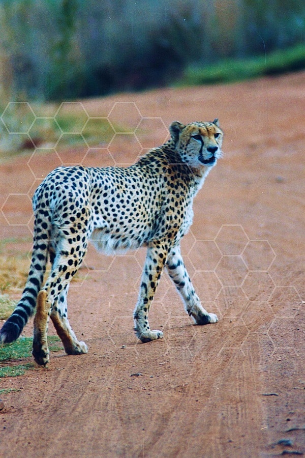 Cheetah 0027