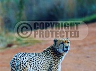 Cheetah 0027