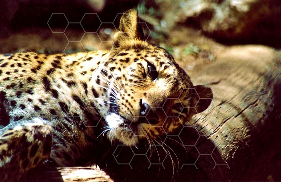 Leopard 0008