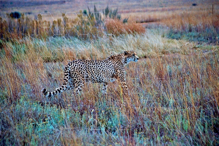 Cheetah 0008