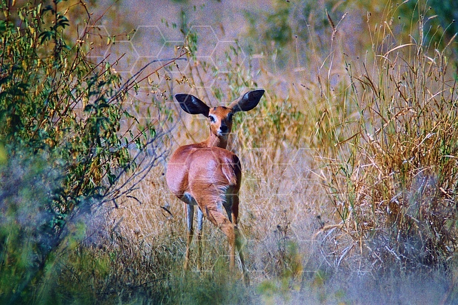 Steenbok Antelope 0001