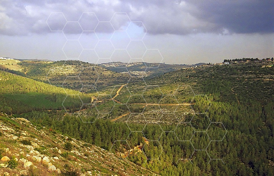 Judaean Hills 0020