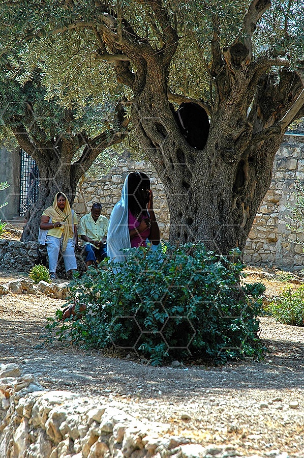Jerusalem Gethsemani 032