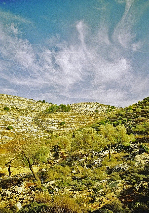 Judaean Hills 0028