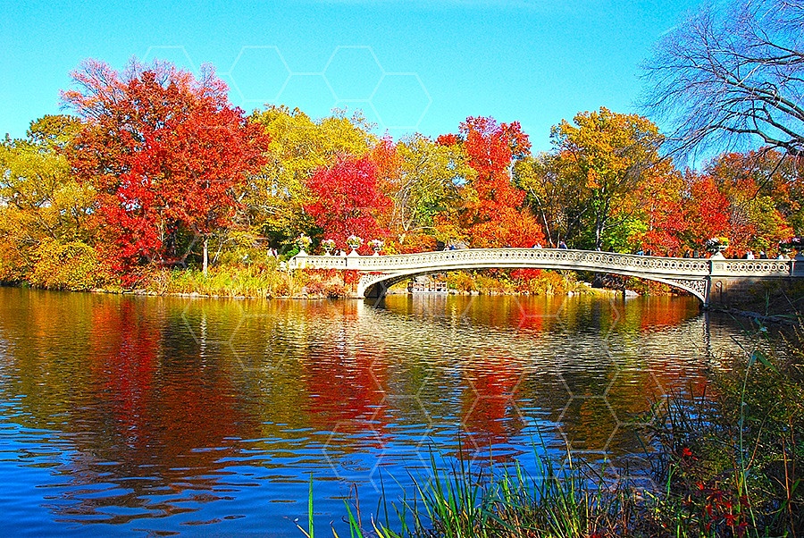 Foliage New York City Central Park 019