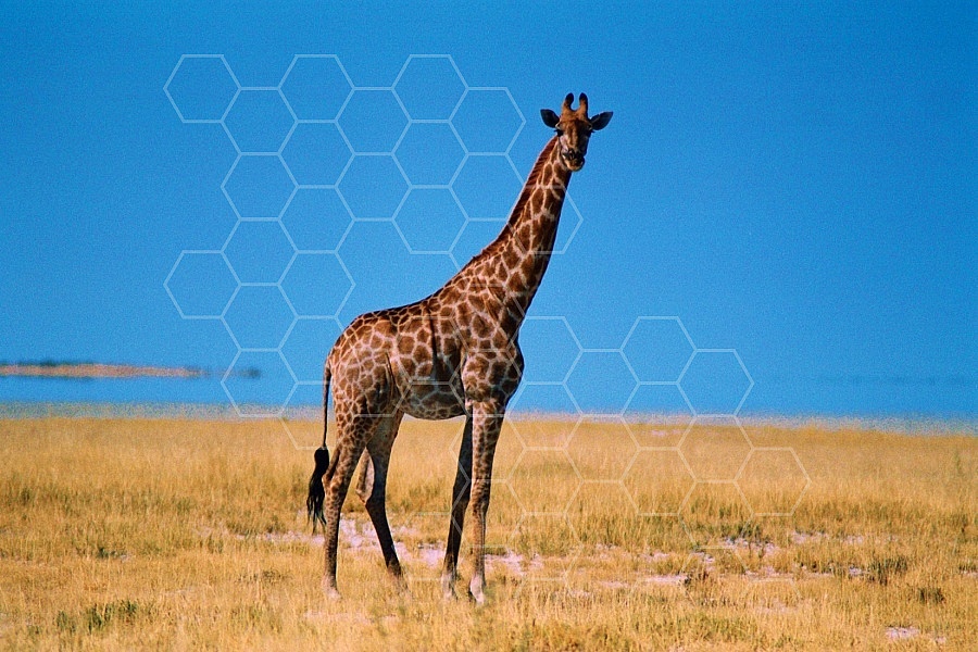 Giraffe 0012