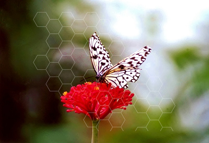 Butterfly 0045