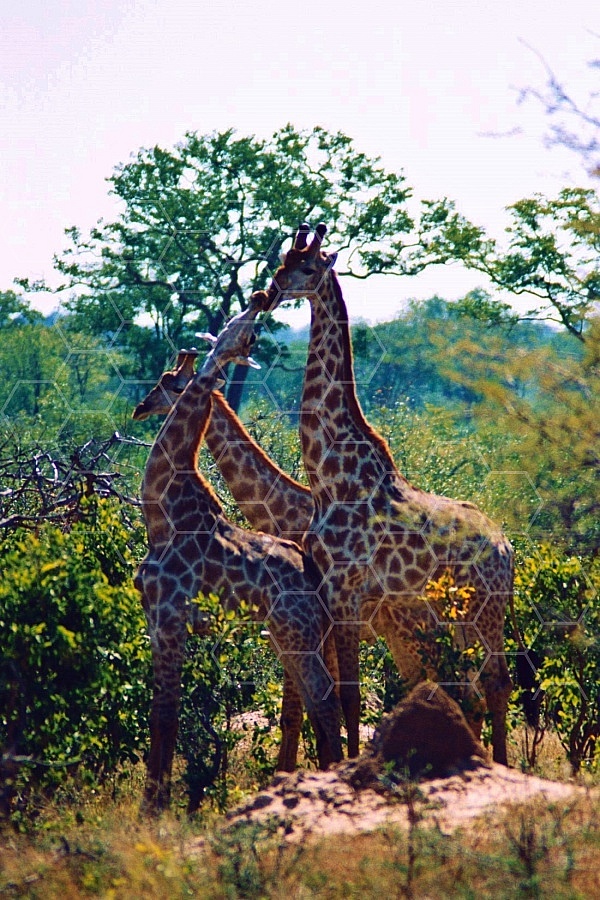 Giraffe 0028