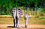 Zebra 0012