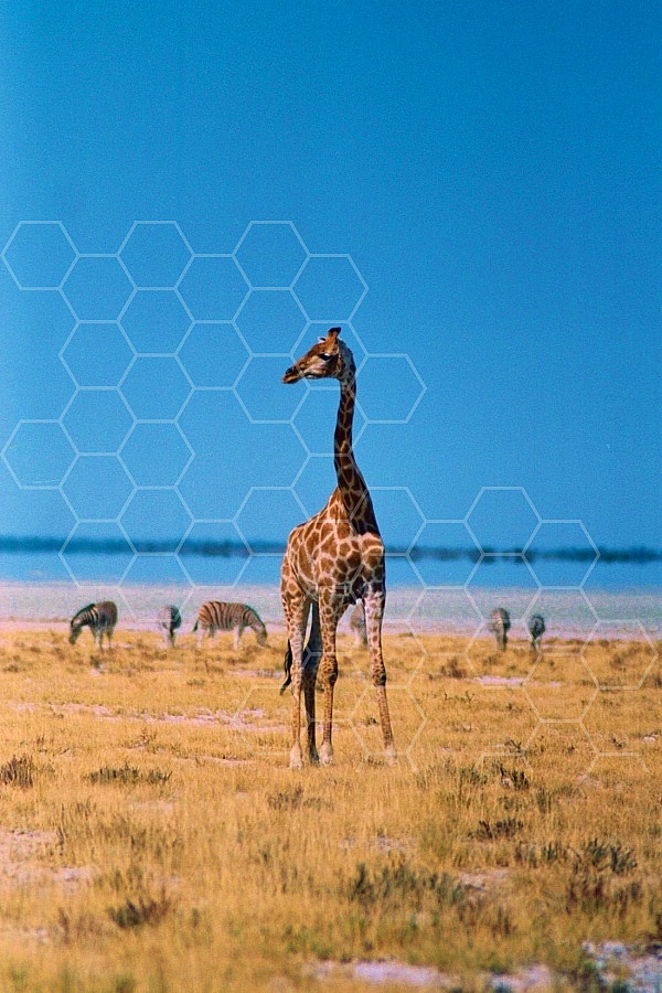 Giraffe 0029