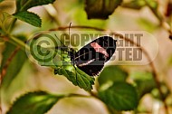 Butterfly 0025