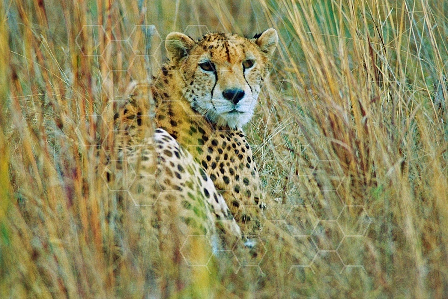 Cheetah 0006