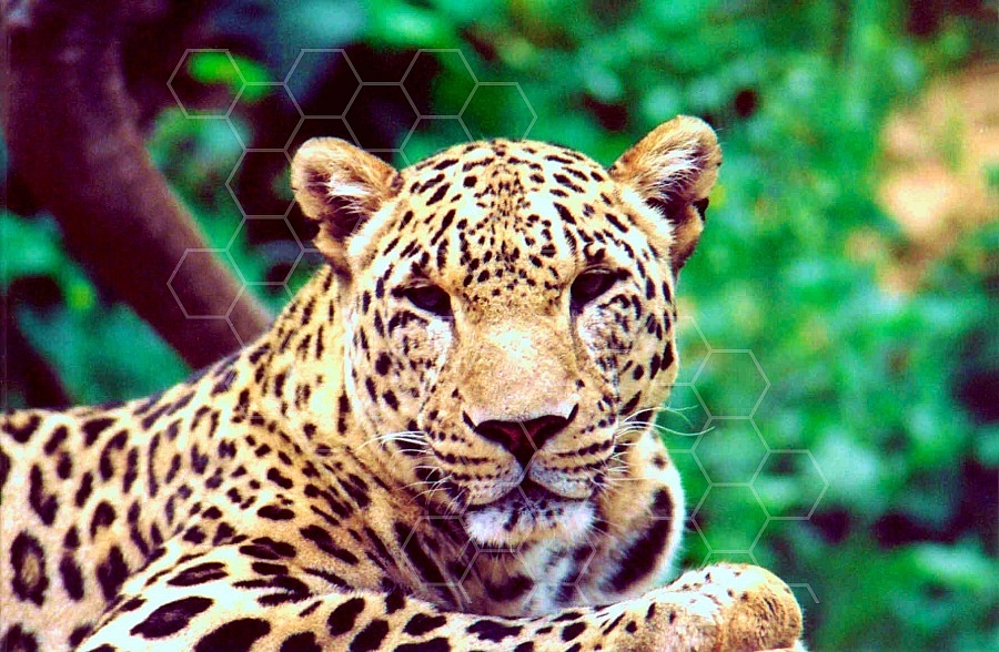 Leopard 0003