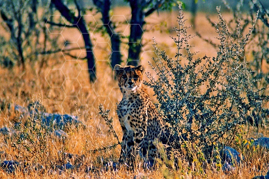 Cheetah 0016