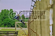 Dachau Barbed Wire Fence 0018