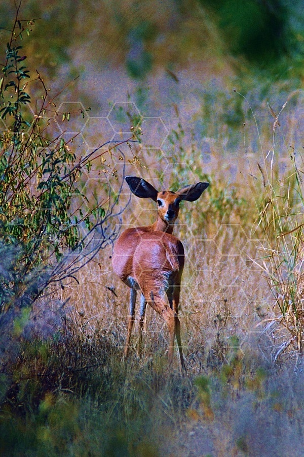 Steenbok Antelope 0004