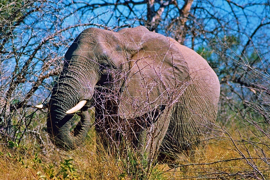 Elephant 0064