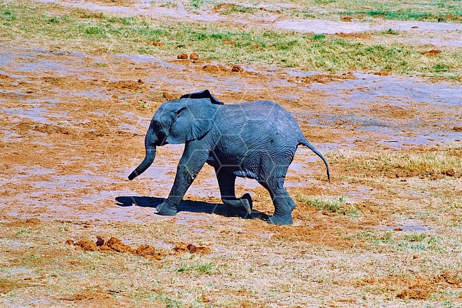 Elephant 0036