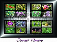Israel Flora 002