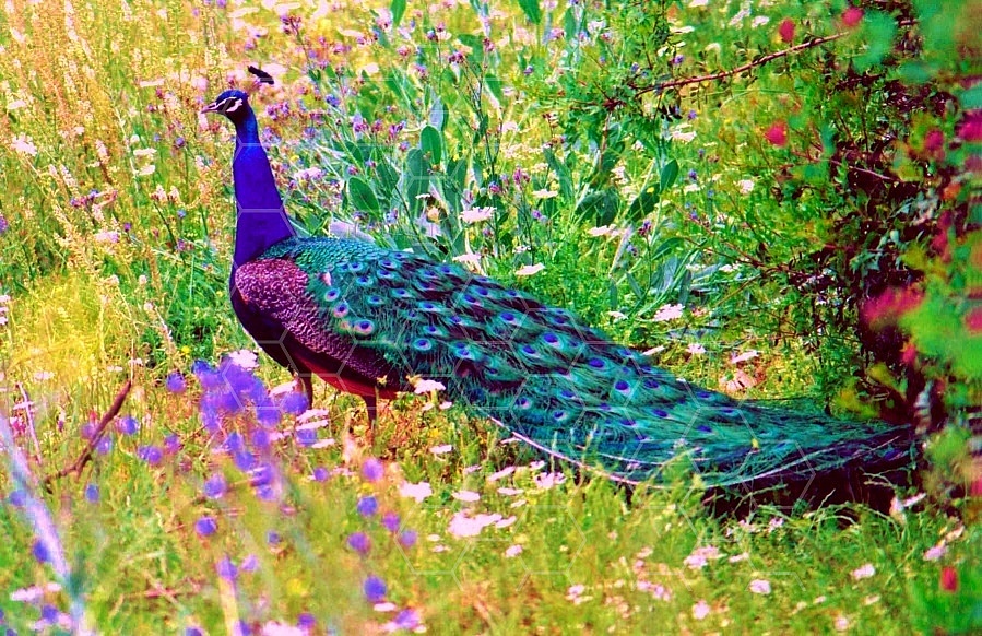 Peacock 0002