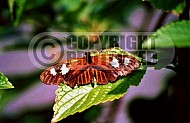 Butterfly 0056