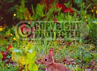 Rabbit Hare 0005