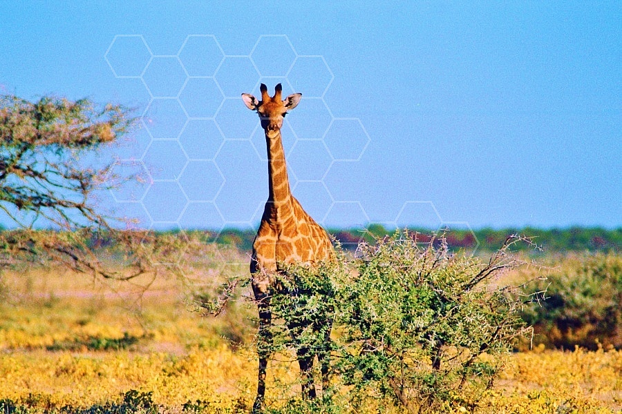 Giraffe 0015