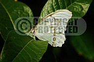 Butterfly 0010