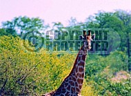 Giraffe 0033