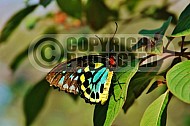Butterfly 0030