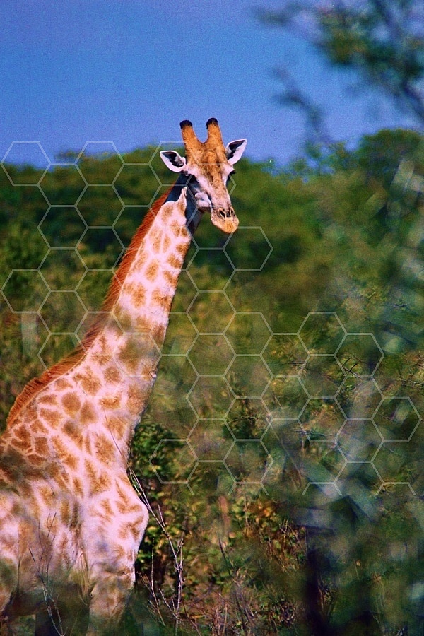 Giraffe 0020