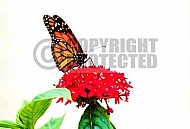 Butterfly 0049