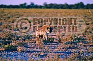 Spotted Hyena 0002