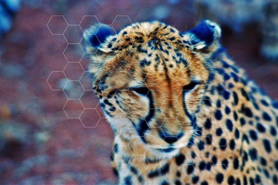 Cheetah 0003