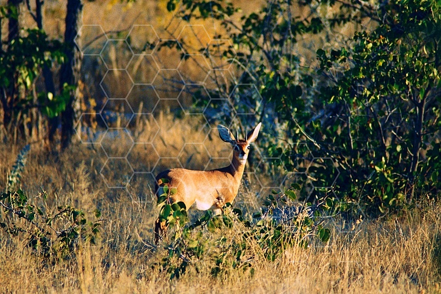 Steenbok Antelope 0003
